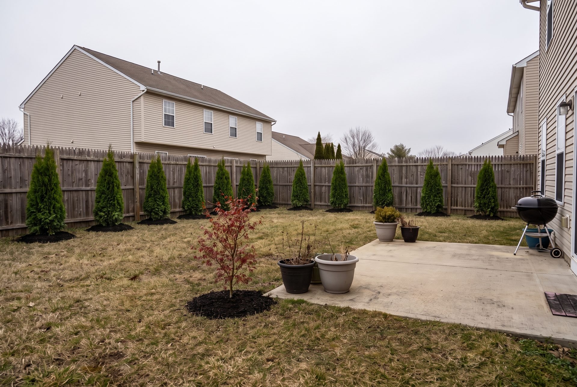 Freshly planted arborvitae along a backyard fence