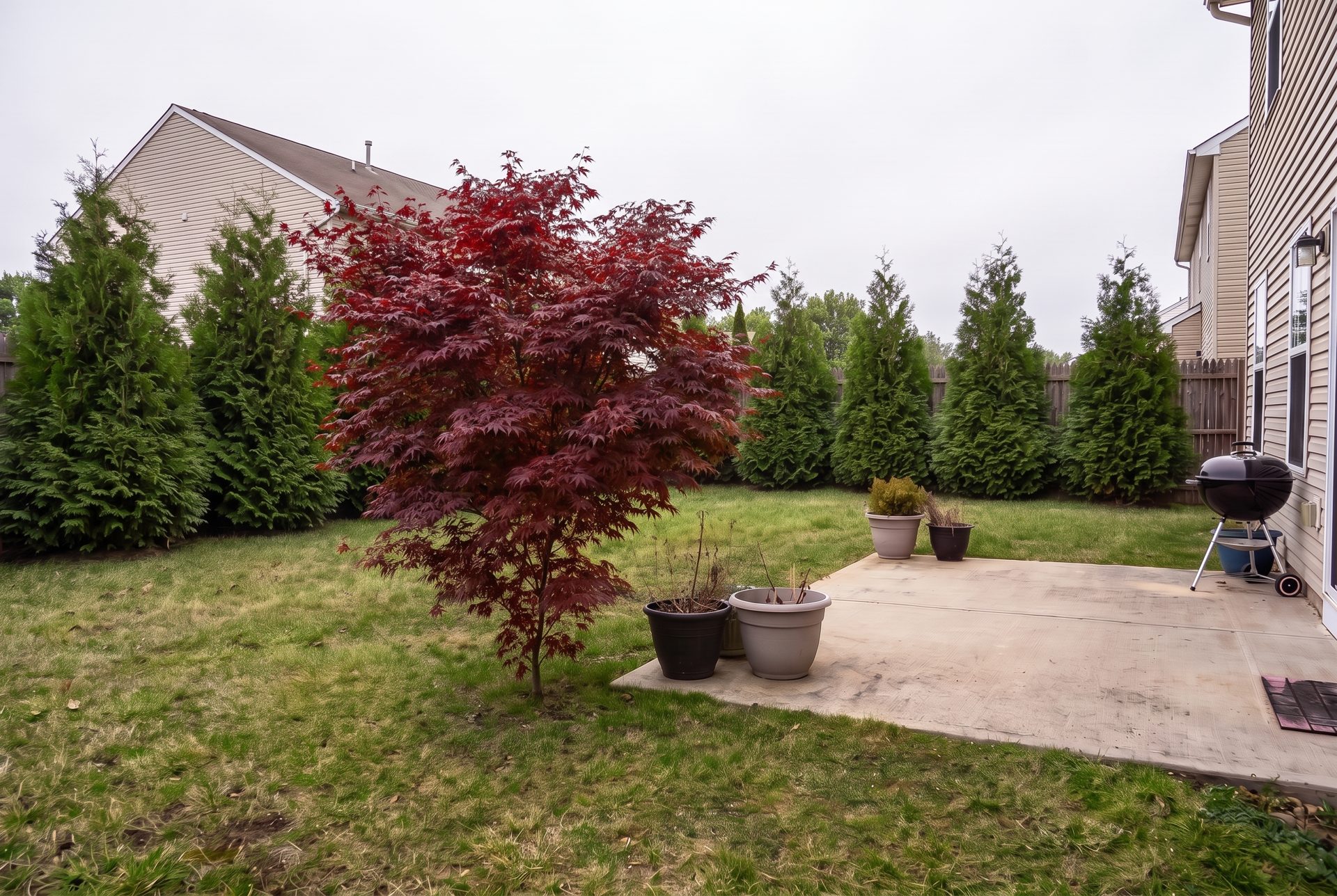 The rear yard ten years after planting, with a tall arborvitae hedge and a red Japanese maple